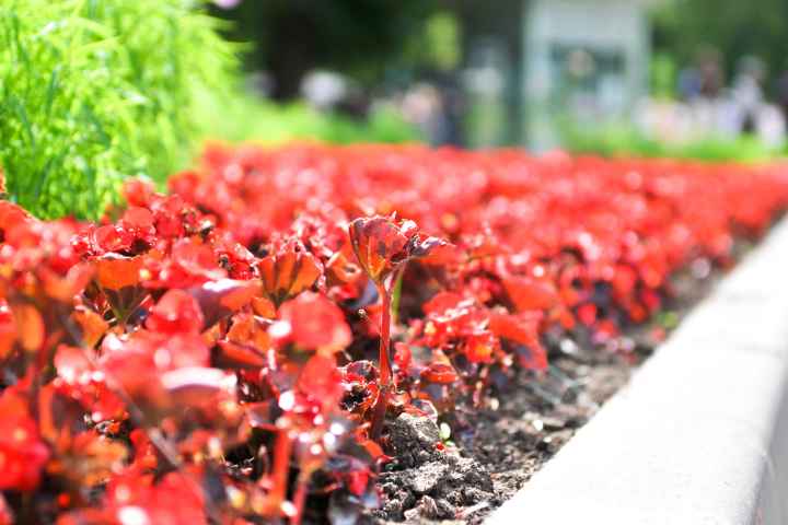 röda växter i en rabatt